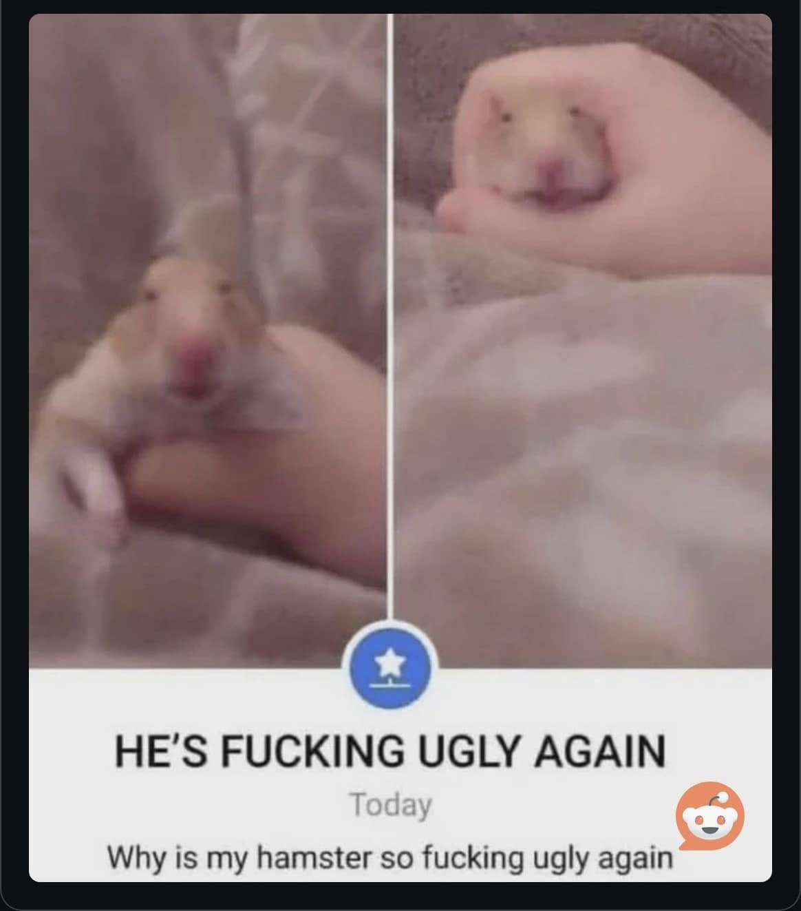 A funny meme about a hamster that has suddenly become ugly again, according to its owner.