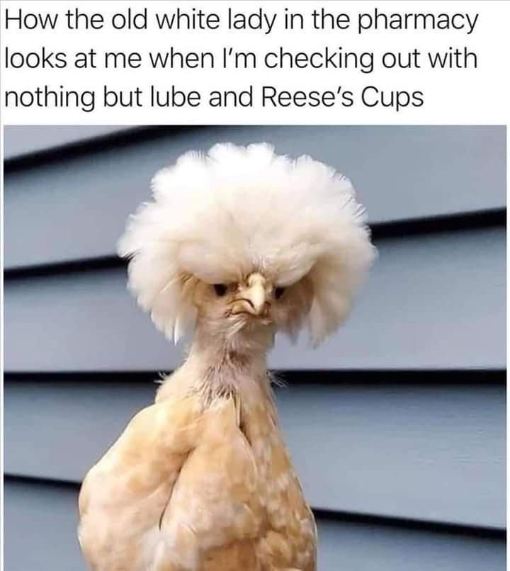 A funny meme comparing a judgmental old white lady to a Silkie chicken with wild feathers.