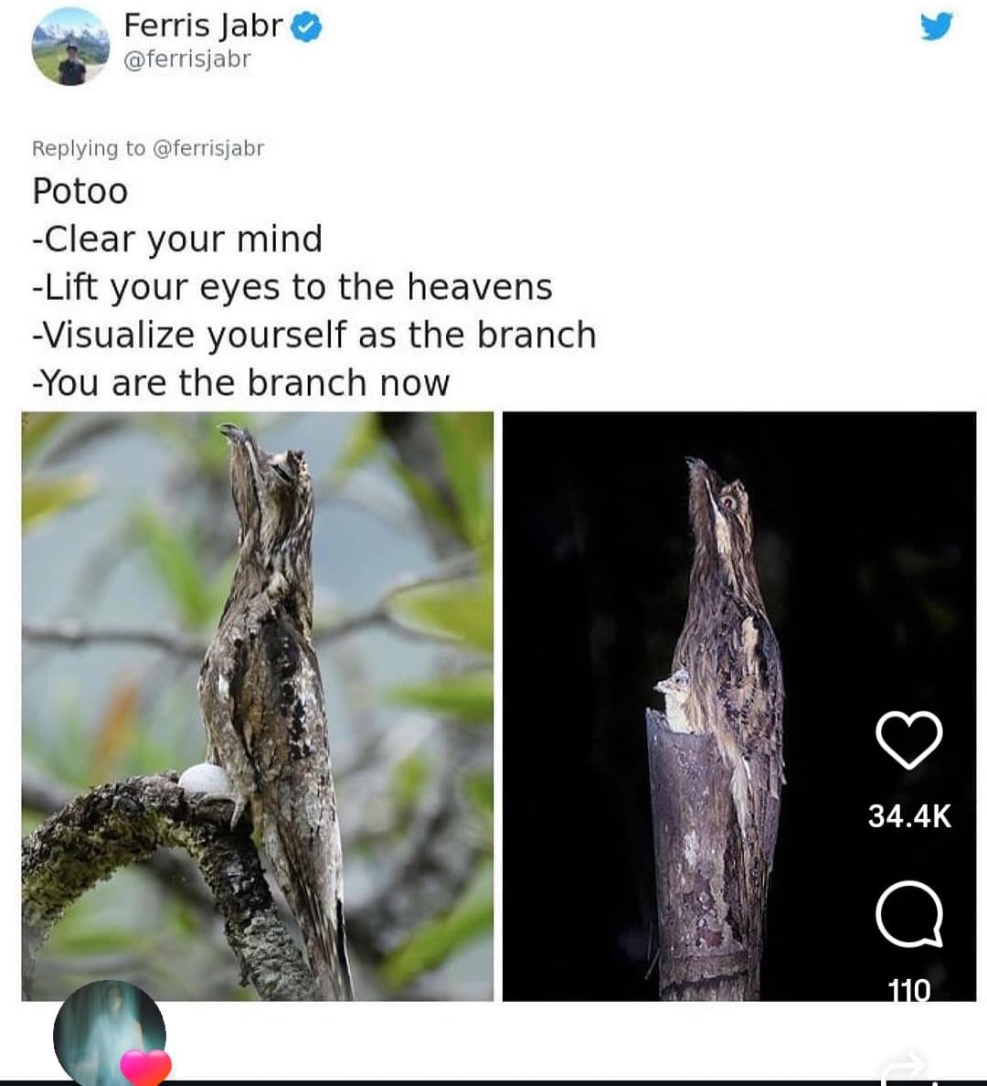 A funny bird meme showing a Potoo bird camouflaging itself as a branch with motivational text.