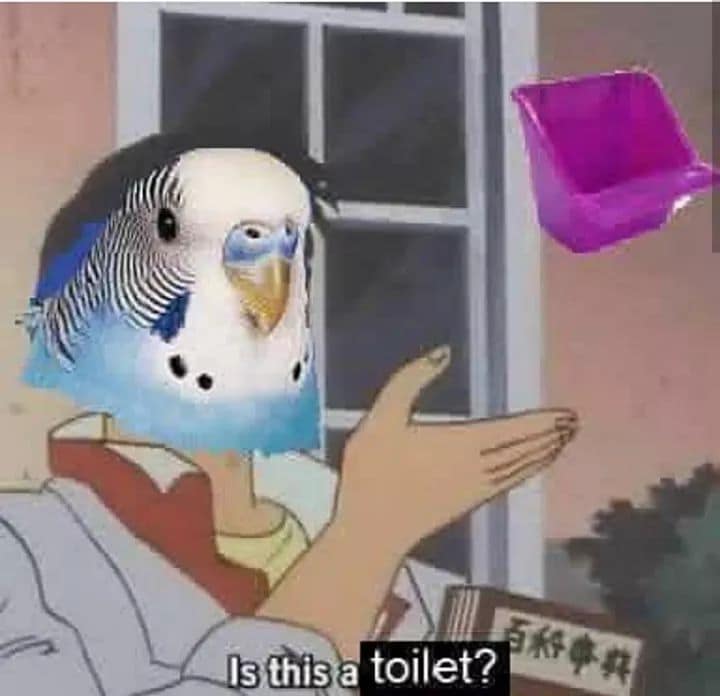 A classic bird meme format with a parakeet's head on an anime body asking "Is this a toilet?"