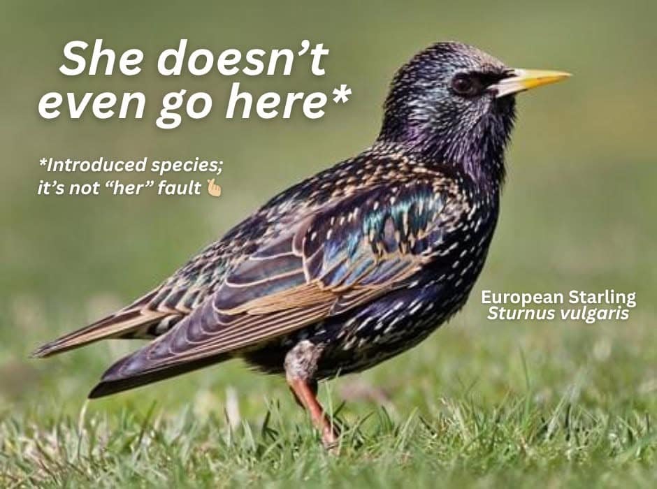 A bird meme combining a Mean Girls quote, "She doesn't even go here," with a European Starling