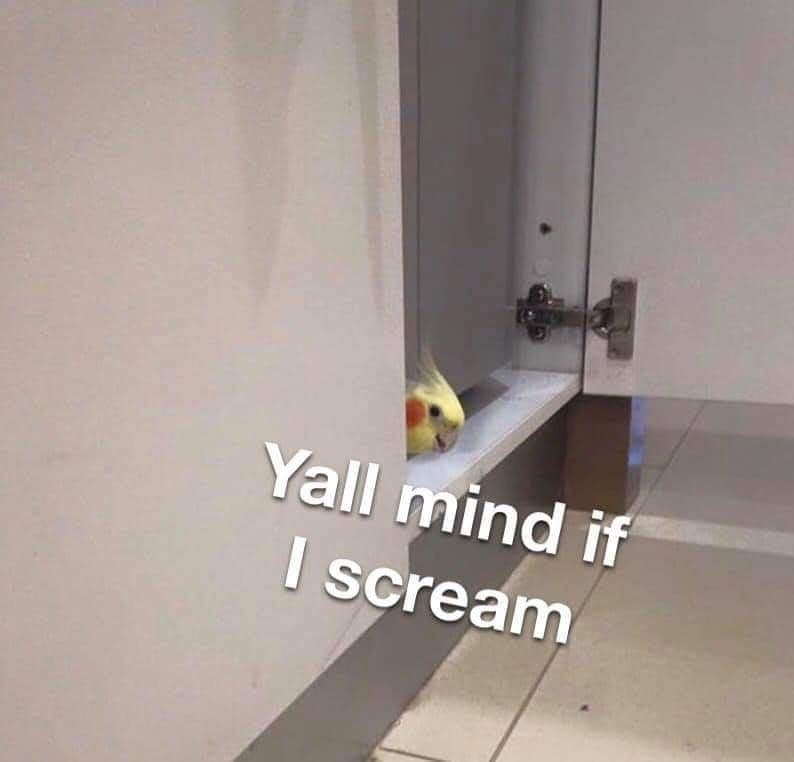 A classic bird meme of a cockatiel peeking from a cabinet asking, "Yall mind if I scream."