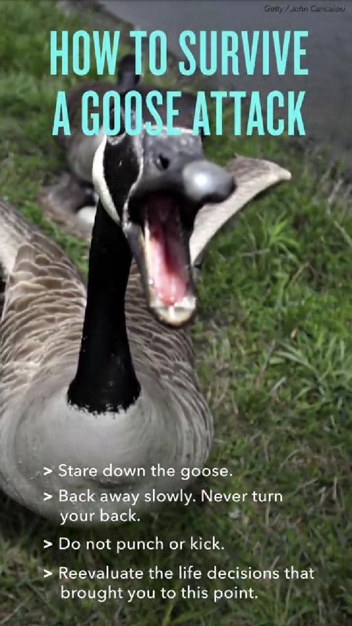 A funny bird meme listing how to survive a goose attack, ending with "reevaluate your life decisions."