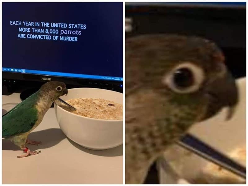 A funny bird meme of a parrot eating cereal while a screen says 8,000 parrots are convicted of murder.