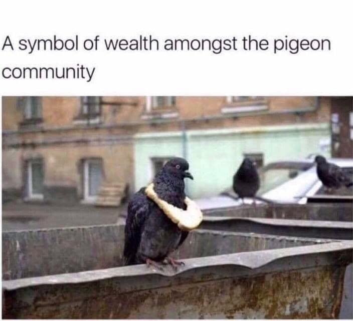 A funny bird meme of a pigeon in a dumpster wearing a slice of bread like a necklace, a "symbol of wealth."