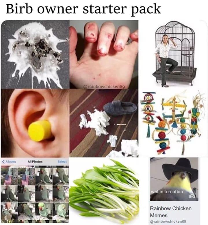 A "birb owner starter pack" bird meme showing poop, bitten fingers, a cage, and a screaming cockatiel.