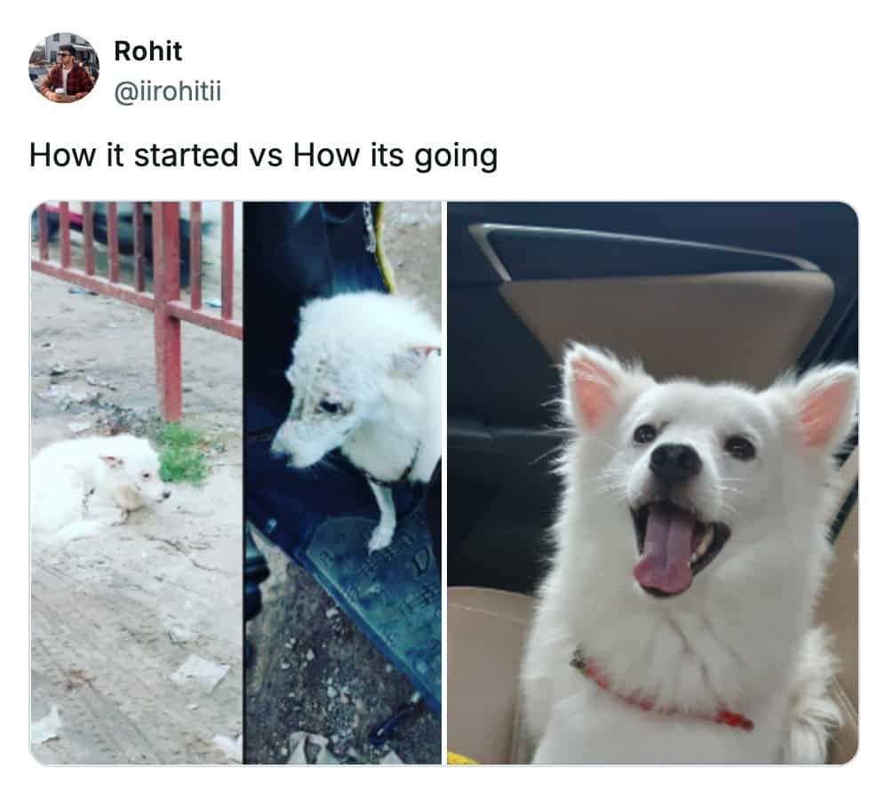 A how it started vs how its going meme showing a sick stray dog transforming into a happy pet.