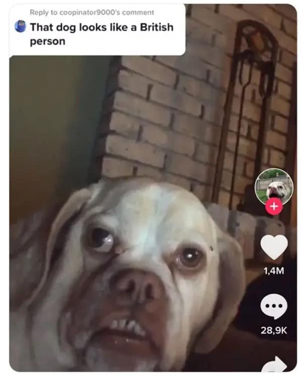 This funny meme shows a dog with crooked teeth being compared to a British person