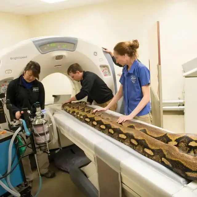 Massive reticulated python being positioned on a CT scanner bed by three veterinary staff members.
