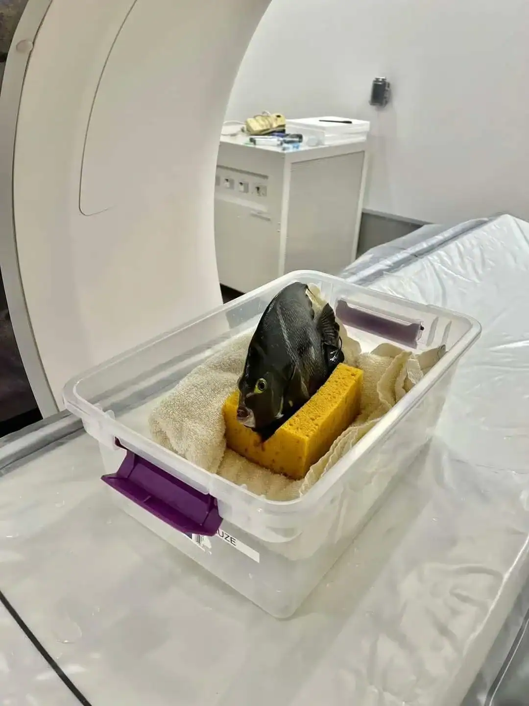 Black angelfish propped up by yellow sponge inside a plastic tub for a scan.