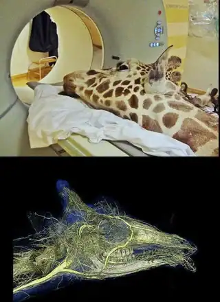 Giraffe head resting on a medical bed with a digital rendering of its skull and veins.