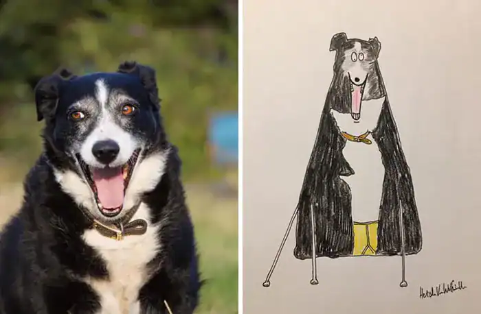 Happy border collie dog compared to a long triangular scribble drawing.