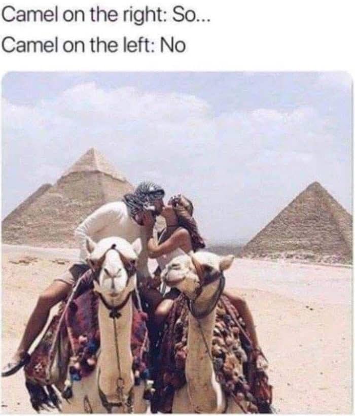 Camel looking annoyed while another camel appears to kiss a tourist near pyramids.