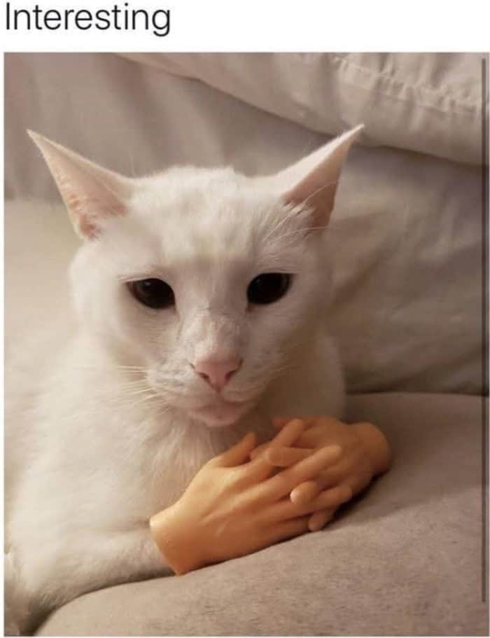 White cat with tiny fake human hands folded politely saying interesting.