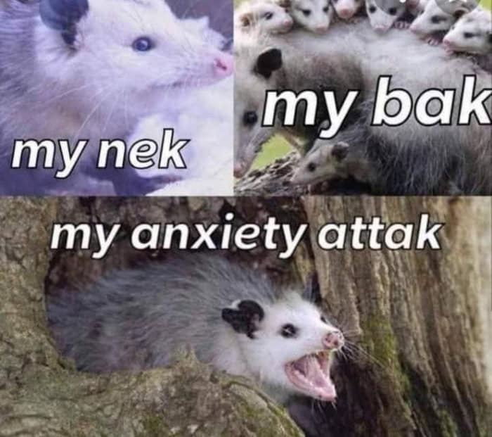 Collage of opossums labeled my neck my back my anxiety attack.