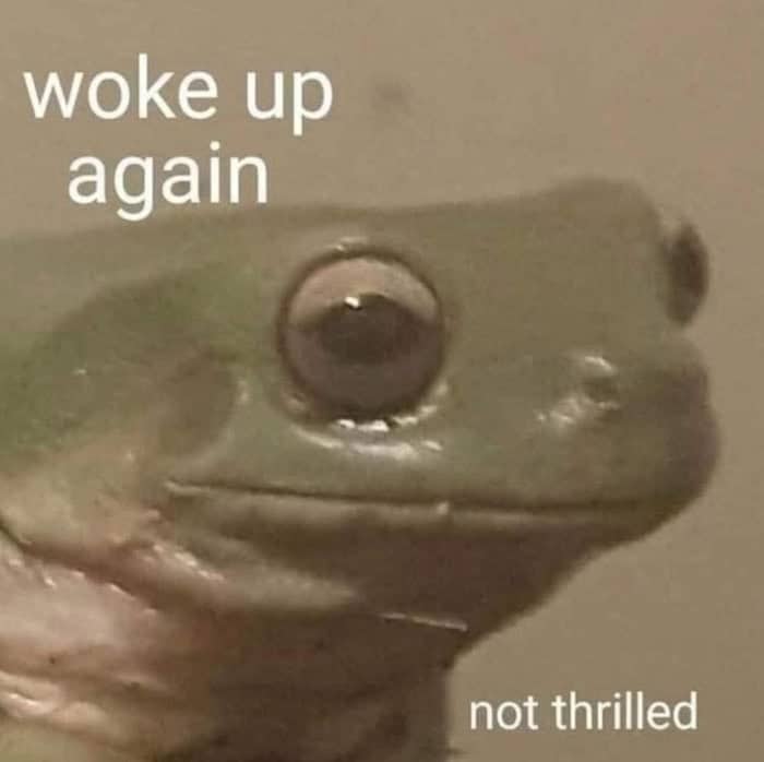 Close-up of a frog looking disappointed with the caption woke up again not thrilled.