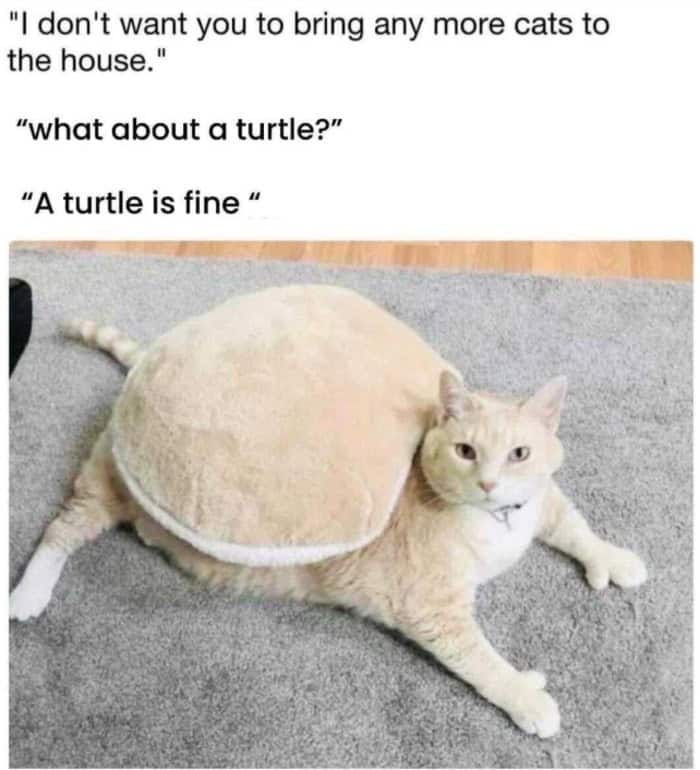 Cat wearing a soft turtle shell costume lying on a rug.