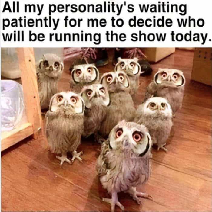 Group of small owls staring up representing different personalities waiting to take control.
