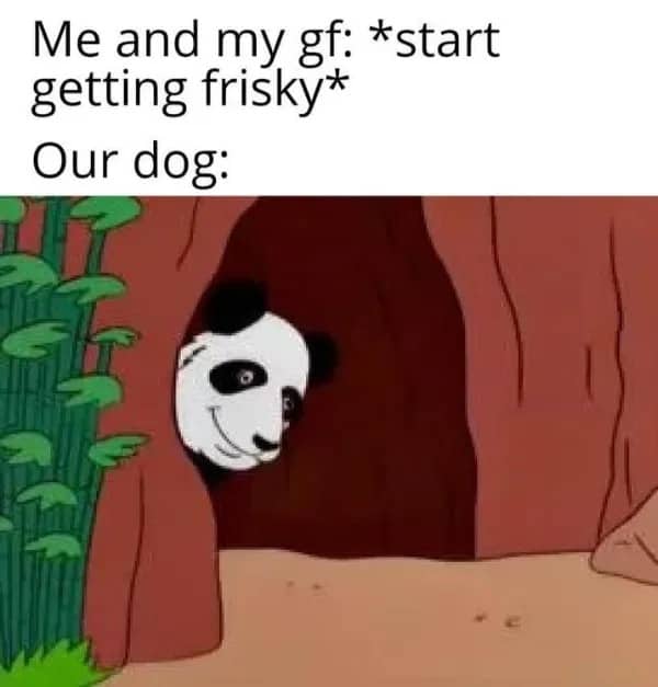 Cartoon panda peeking out from a cave with a caption about a dog watching people