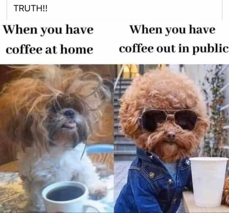 Coffee meme: Side-by-side comparison of a scruffy dog and a dog wearing a denim jacket and sunglasses. Text: "When you have coffee at home... When you have coffee out in public"
