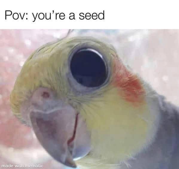 A funny bird meme using a point-of-view perspective of a seed looking up at a cockatiel.