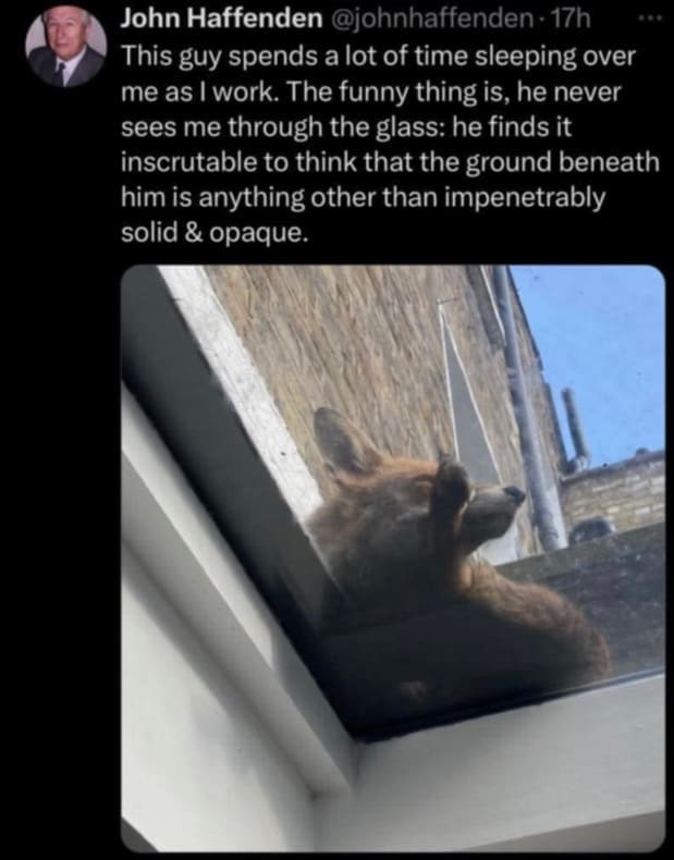 Whimsical post showing a fox sleeping on a glass skylight unaware someone is working below.