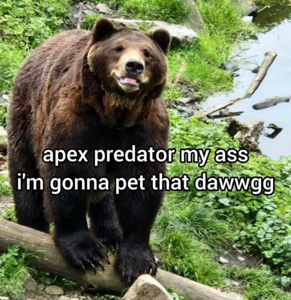A classic bad idea meme featuring a massive grizzly bear standing on a log, captioned with the reckless intrusive thought: "apex predator my ass i'm gonna pet that dawwgg."