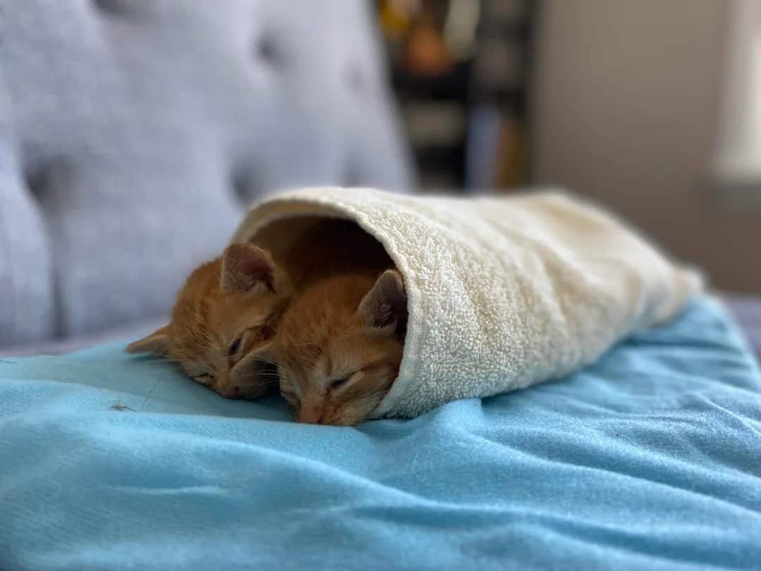 wo tiny orange kittens sleeping soundly while rolled up together inside a single beige towel, forming a highly rare double cat burrito in this top tier entry for funny cat pics.