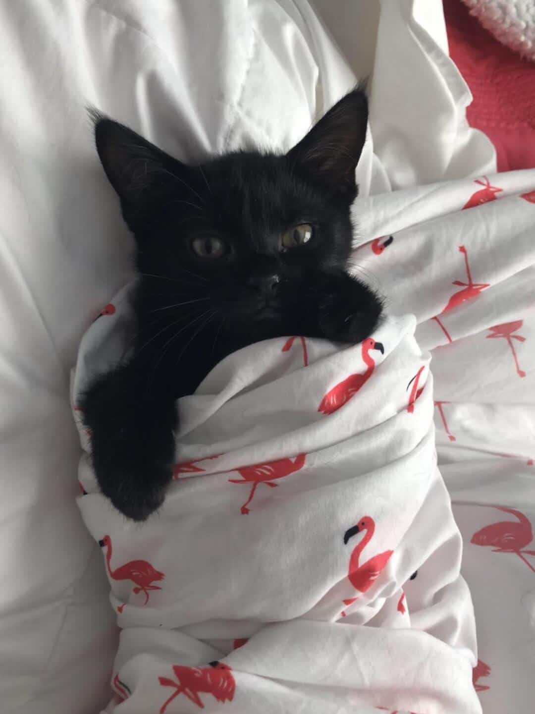 A cute black kitten poking one single paw out of a white bedsheet covered in pink flamingos, looking cozy as a stylish cat burrito in this highly relatable stash of funny cat pics.