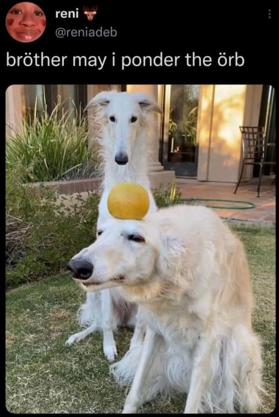 A "surreal humor" style meme dump post featuring two long-nosed white Borzoi dogs, one of whom is balancing a round yellow fruit on its head, captioned with the viral phrase "bröther may i ponder the örb."