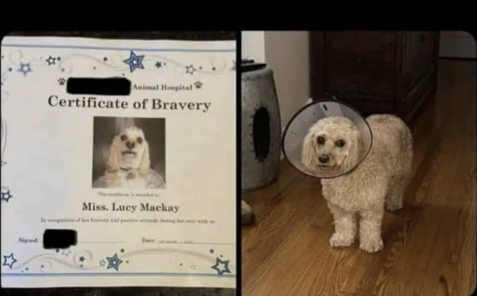 Fluffy dog wearing a cone of shame next to her official animal hospital certificate of bravery.