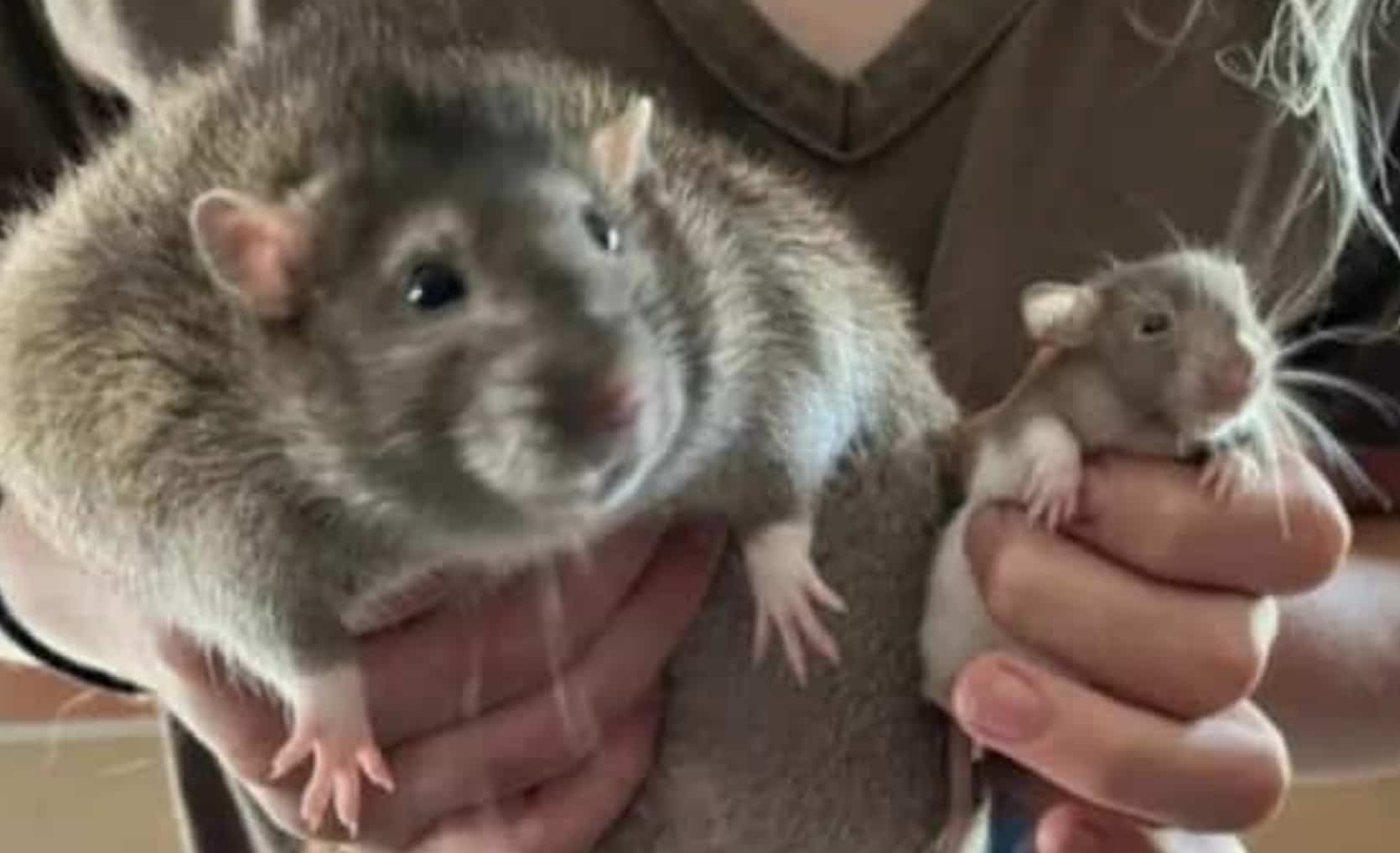giant chubby rat next to small cute rat