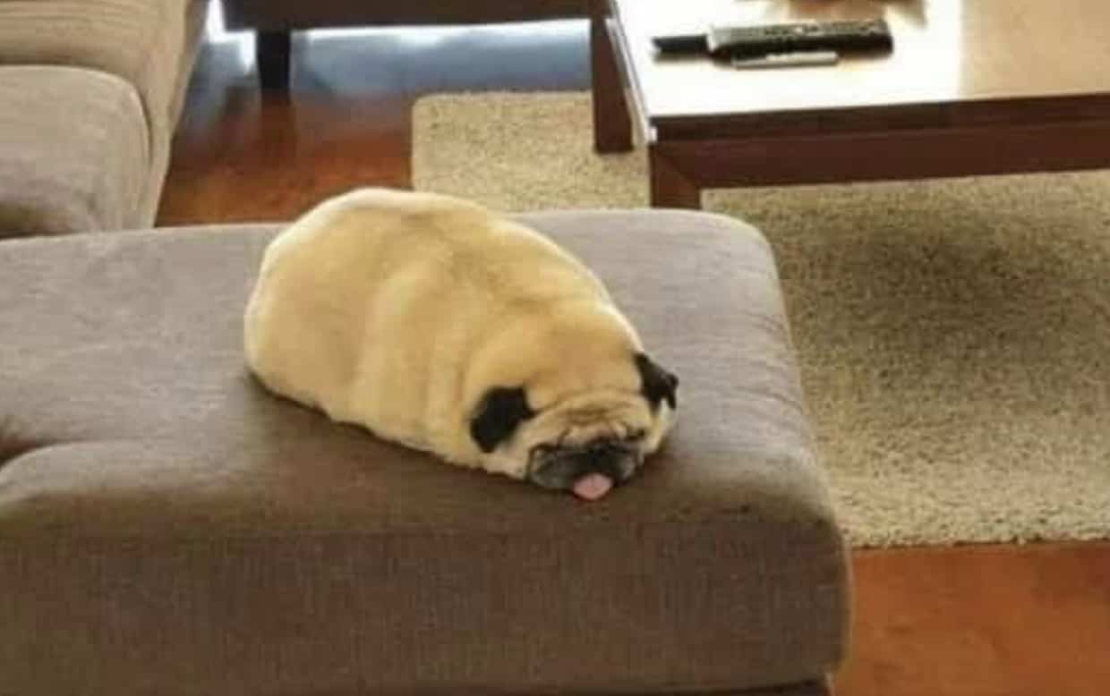 Extremely round and flat pug dog lying on a brown ottoman with its tongue out.