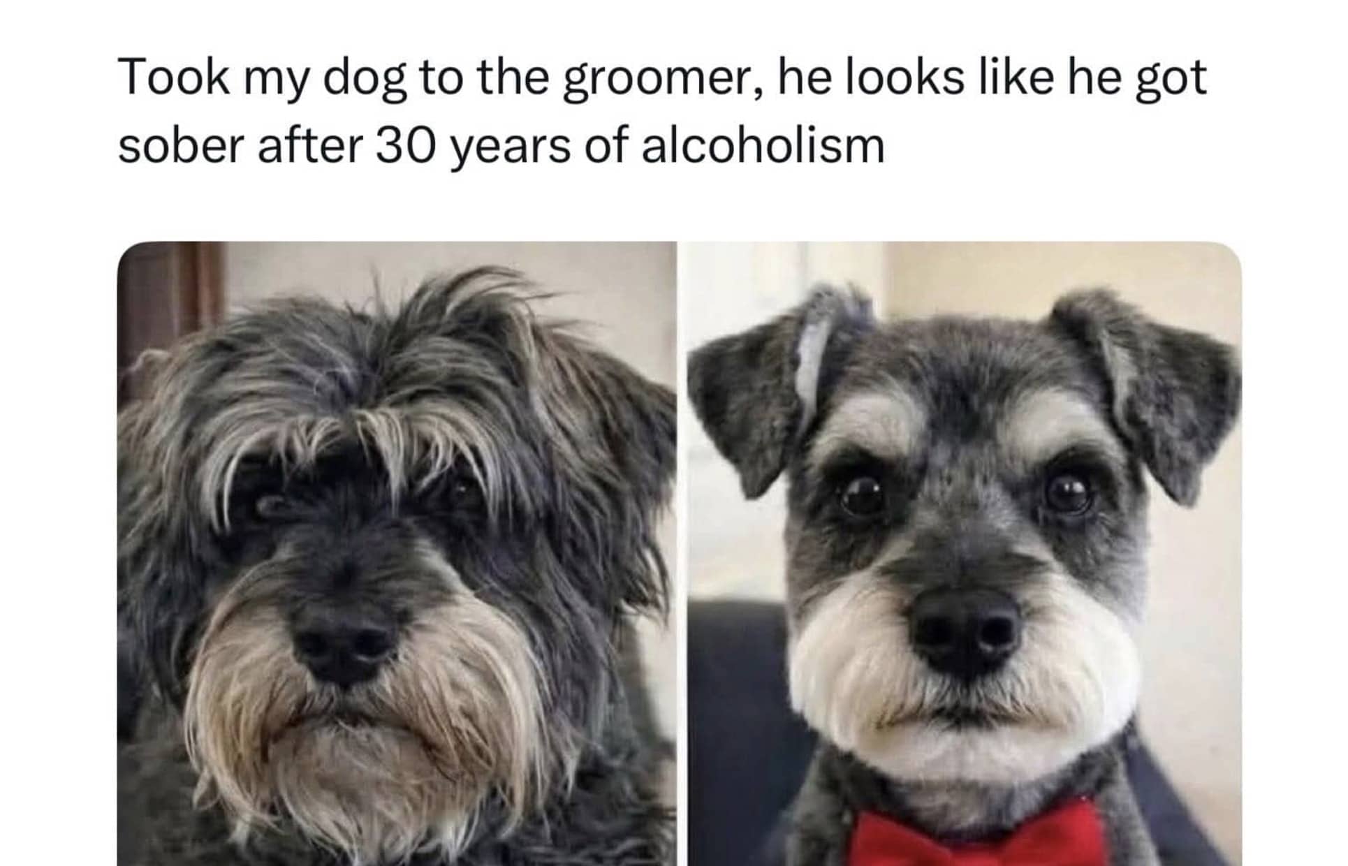 Before and after photos of schnauzer dog at groomer appearing much tidier and sober after haircut.
