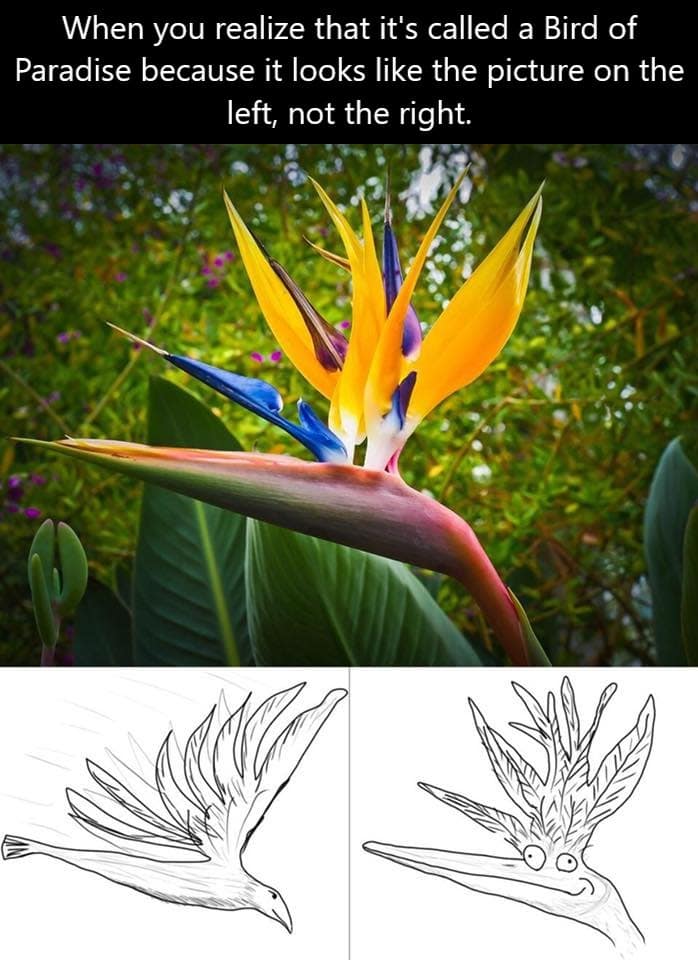 classic meme comparison of the "Bird of Paradise" flower; the left shows the intended majestic bird profile, while the right reveals a hilarious front-on view that looks like a panicked, wide-eyed muppet.