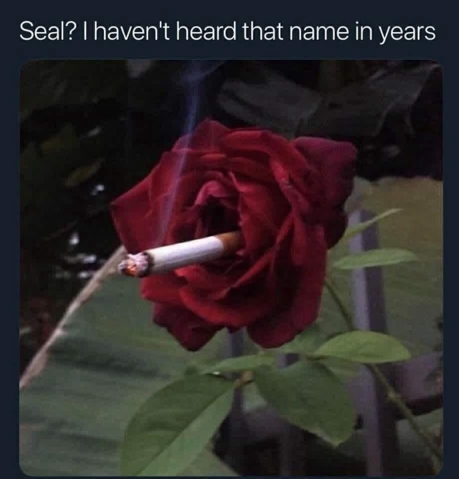 A poetic close-up of a deep red rose smoking a lit cigarette stick serves as a brilliant classic meme pun referencing singer Seal's iconic 90s pop track "Kiss from a Rose."