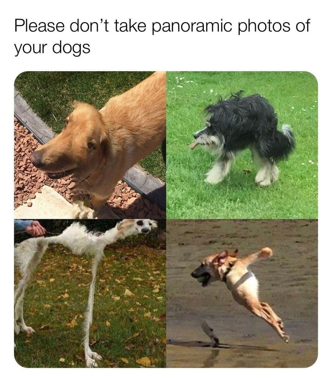 A terrifyingly funny collage of dogs distorted by panoramic camera glitches serves as a warning to pet owners in this classic meme.