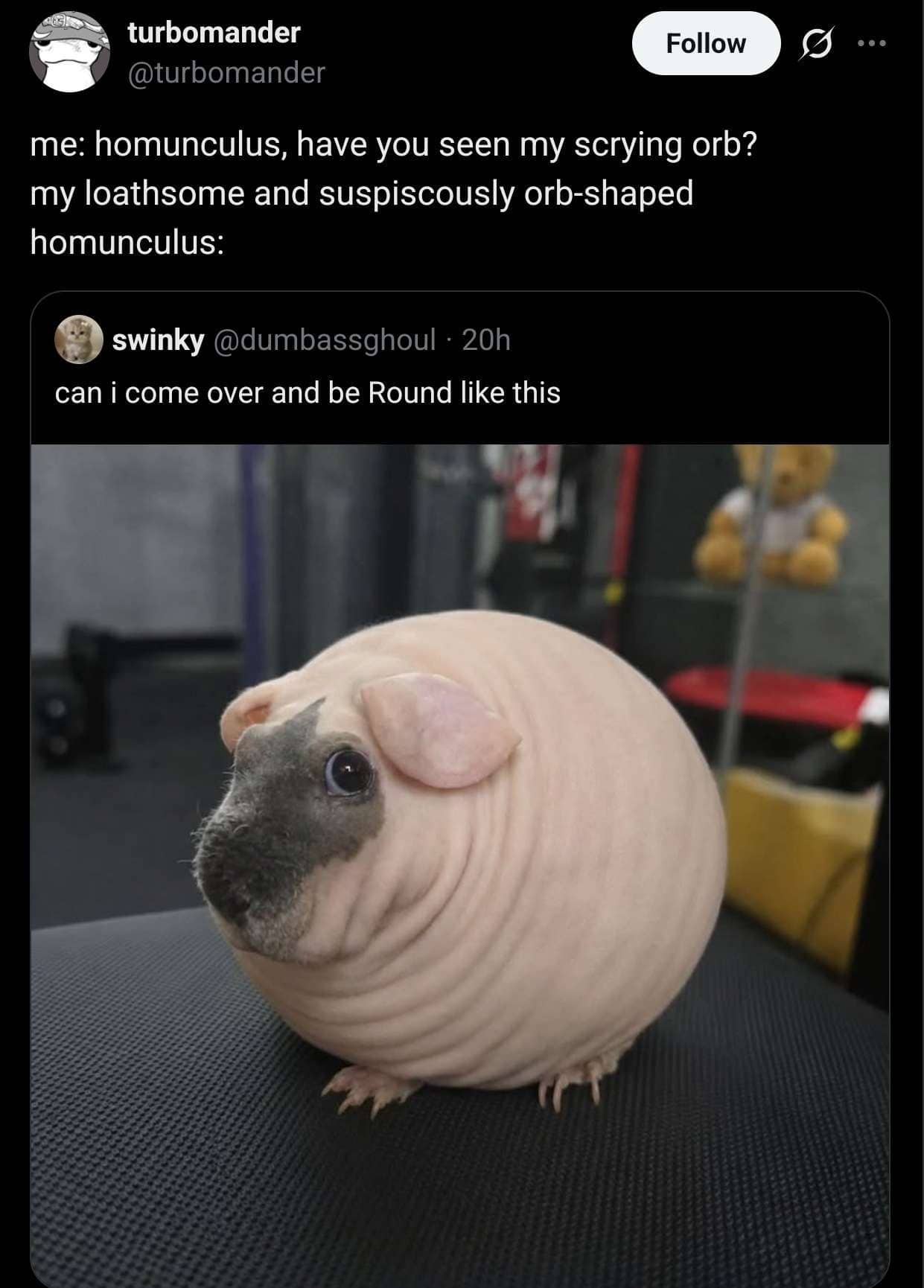 Silly fantasy meme comparing a perfectly round skinny pig to a wizard's missing scrying orb.