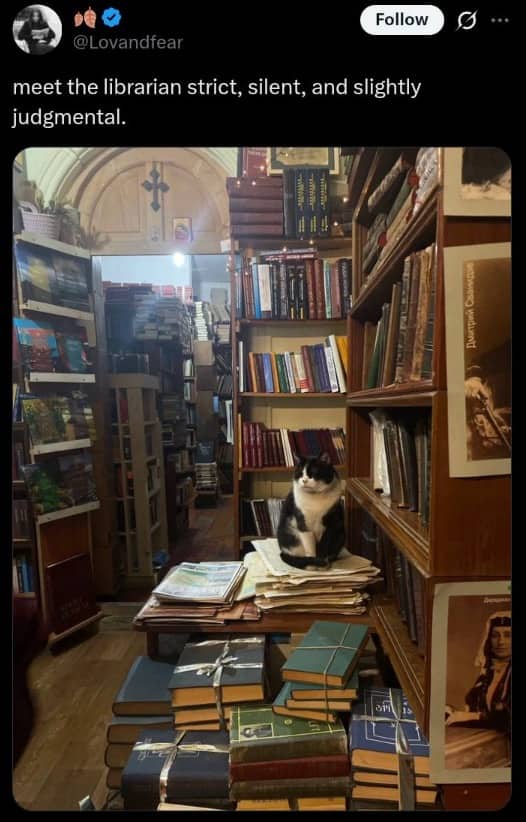 : Cat sitting on a stack of books inside a cozy, crowded library setting meme.