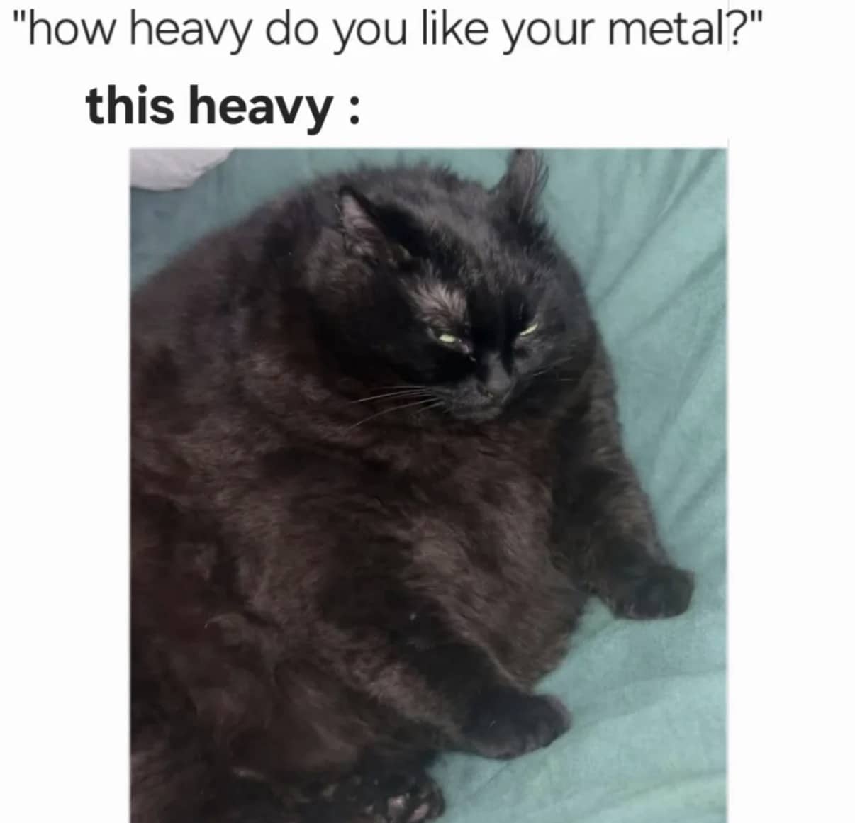 A very large, round black cat sitting down with a caption about heavy metal music.