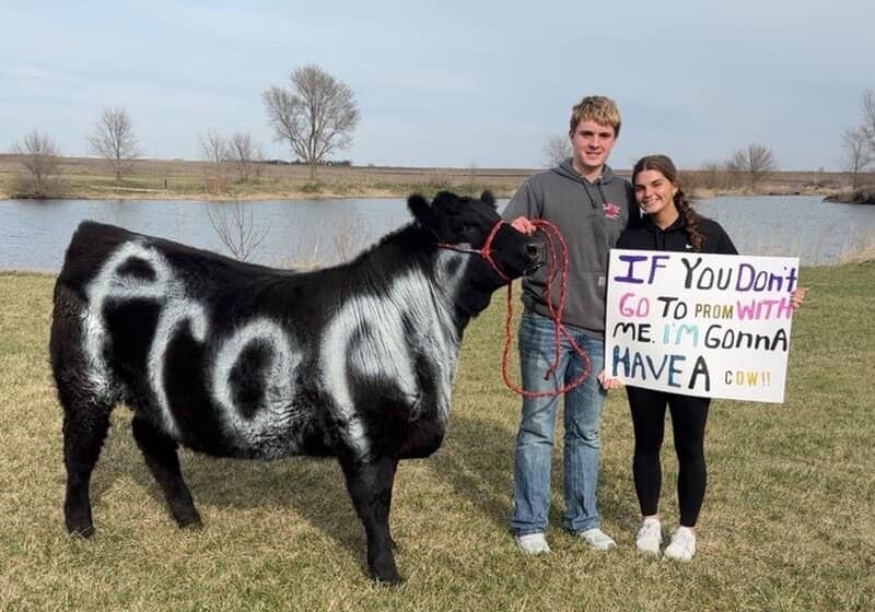 High school students holding a prom proposal sign next to a real black cow painted with prom.