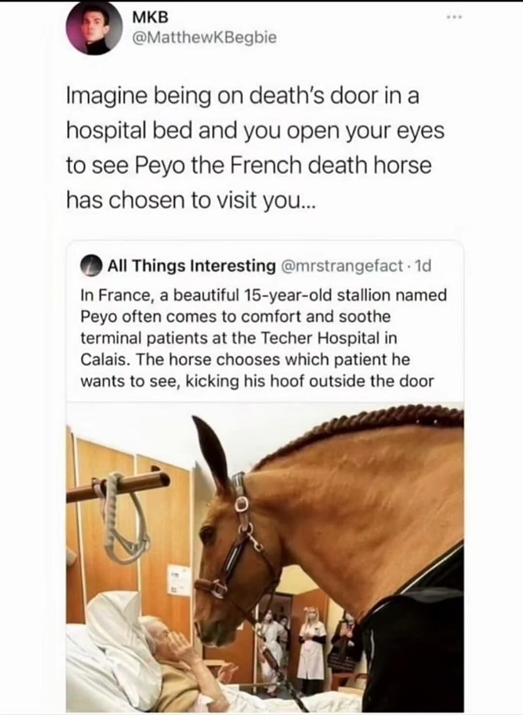 A tweet about Peyo, a real therapy horse in France that visits terminal patients, framed with a darkly funny meme caption about waking up to see the "French death horse."