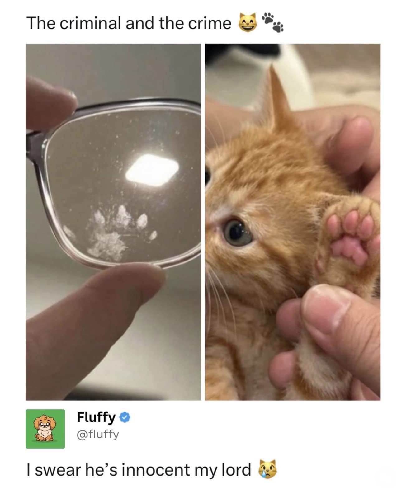 A side-by-side funny meme titled "The criminal and the crime," showing a pair of glasses with a tiny, smudgey paw print on the lens next to an adorable ginger kitten with pink paw pads.