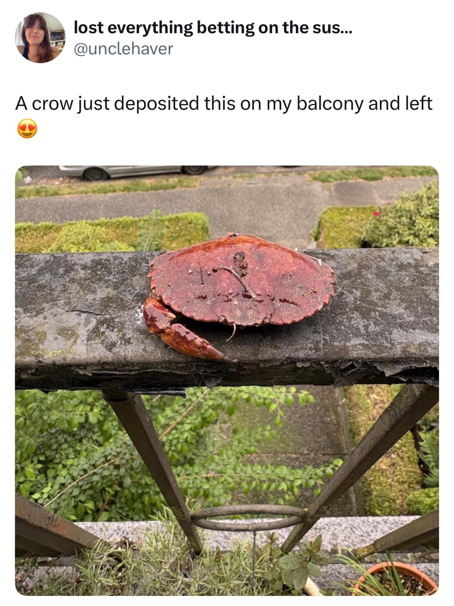 A large, fully intact brown crab sits perched on top of a concrete balcony railing in a funny social media photo about unexpected wildlife gifts, featured in a viral meme dump thread.