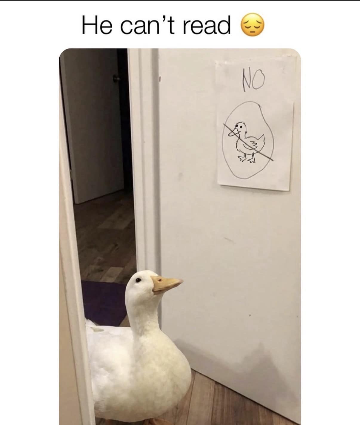 A funny meme showing a white duck defiantly peering into a room despite a hand-drawn sign on the door that clearly shows a crossed-out duck and the word "NO."
