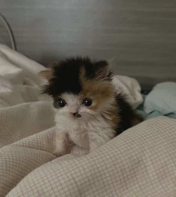 Tiny, fluffy calico kitten with large dark eyes sitting on a white textured blanket.