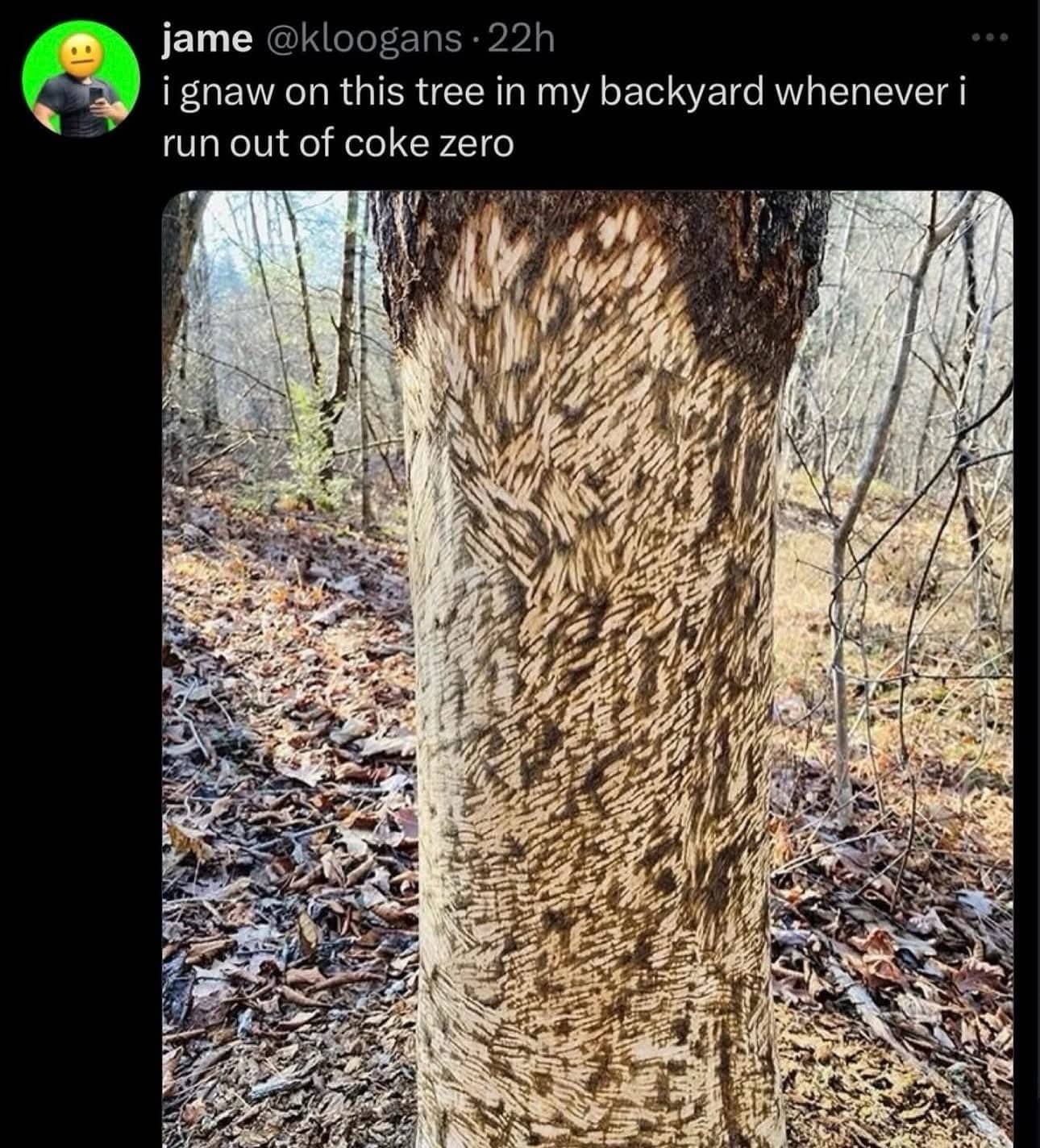 Funny tweet about a heavily scratched and gnawed tree trunk blamed on running out of Coke Zero.