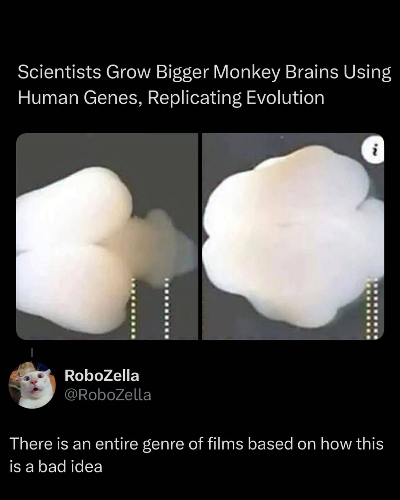 News headline about monkey brain research with a funny cat reply referencing Planet of the Apes movies.