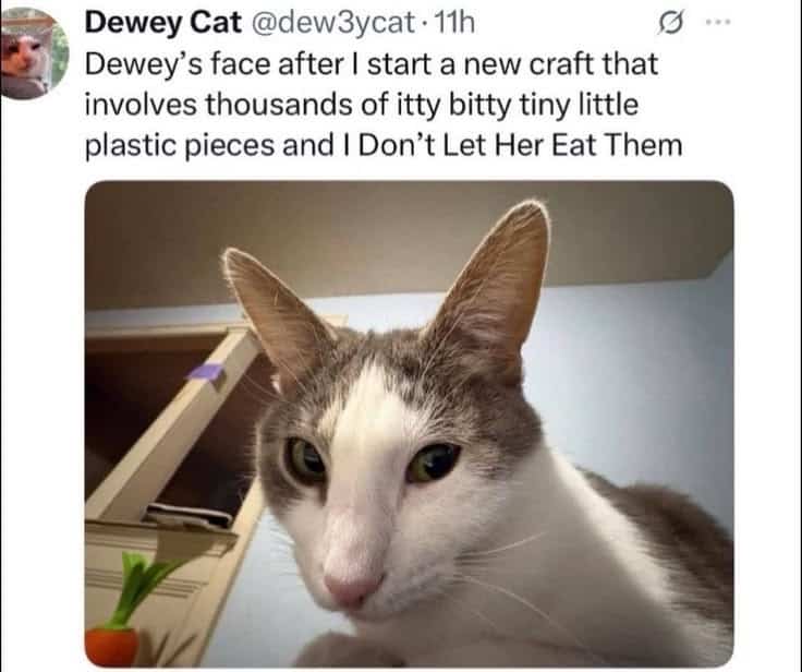 Close-up funny cat expression looking down with text about eating tiny plastic craft pieces.