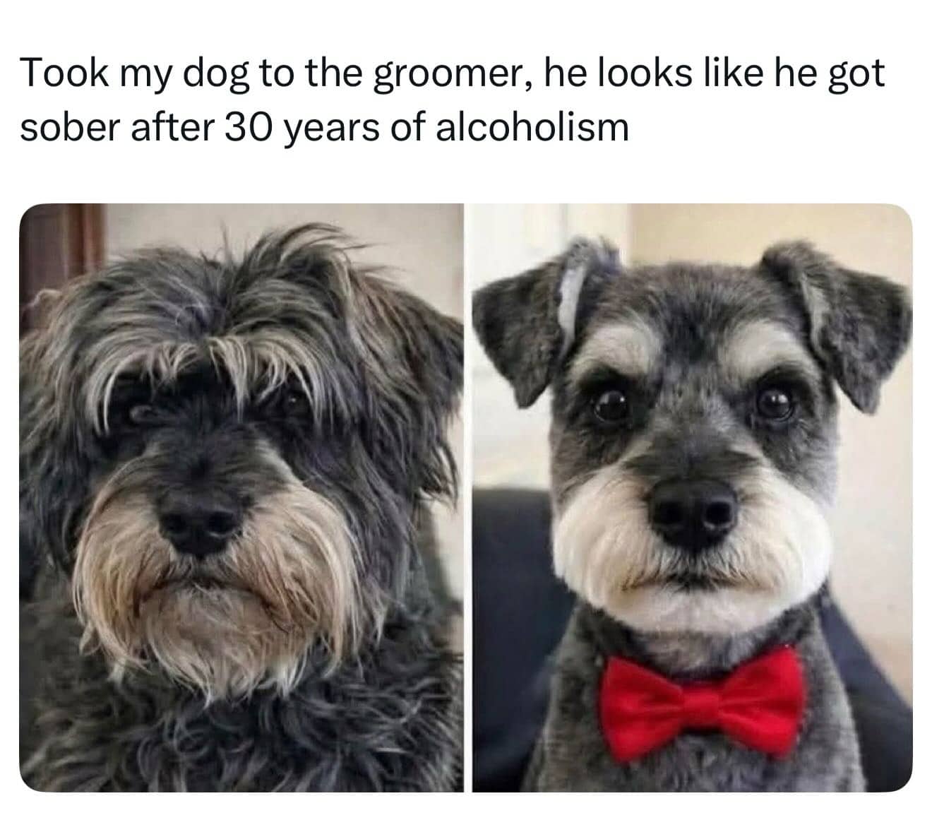 Before and after grooming photos of a dog looking like a sober, distinguished gentleman.